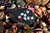 Gastropod eggs on a stone
