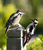 Greater spotted woodpecker with young feeding