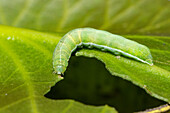 Large Ranunculus moth caterpillar