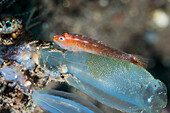 Common ghost goby guarding its eggs