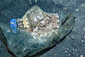 Veined octopus with plastic bag and bottle