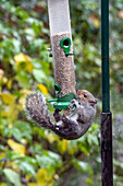 Grey squirrel on a birdfeeder