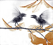 Pair of hawfinches, X-ray