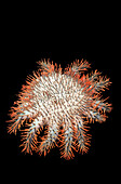 Crown-of-thorns starfish