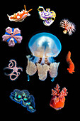Various marine invertebrates, composite image