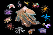 Various marine invertebrates, composite image