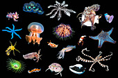 Various marine invertebrates, composite image