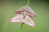 Blood-vein moth