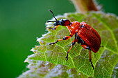 Hazel leaf rolling weevil
