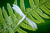 White plume moth