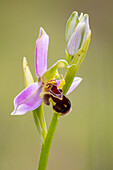 Bee orchid