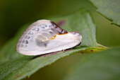Chinese character moth