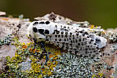 Leopard moth