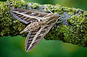 Striped hawk-moth