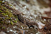 Moorish gecko