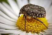 White-spotted rose beetle