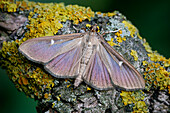 Box-tree moth