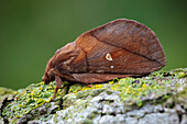 Drinker moth