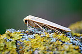 Dingy footman moth