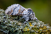 Sallow kitten moth