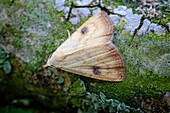 Straw dot moth