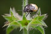 Woundwort shieldbug