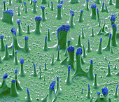 Stink bug egg detail, SEM