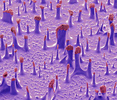 Stink bug egg detail, SEM