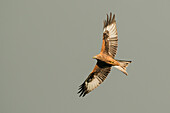 Red kite flying