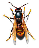 Asian hornet, illustration