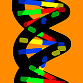 DNA molecule, illustration