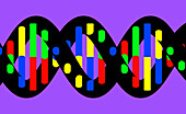 DNA molecule, illustration
