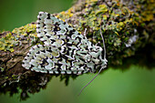 Merveille du Jour moth
