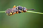 Nomad bee