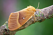 Oak eggar moth