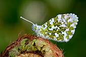 Orange tip butterfly