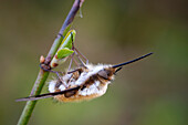 Dark-edged bee-fly
