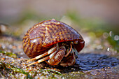Common hermit crab