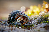 Common hermit crab