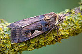 Setaceous Hebrew character moth