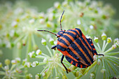 Shieldbug