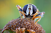 Hoverfly