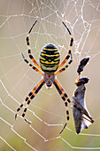 Wasp spider