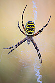 Wasp spider