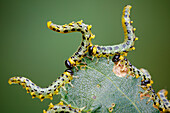 Sawfly larvae