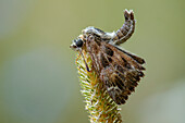 Mallow skipper butterfly