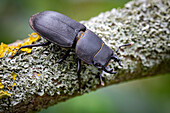 Lesser stag beetle