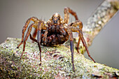 Rustic wolf spider