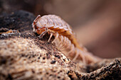 Flat-backed millipede