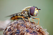 Hoverfly